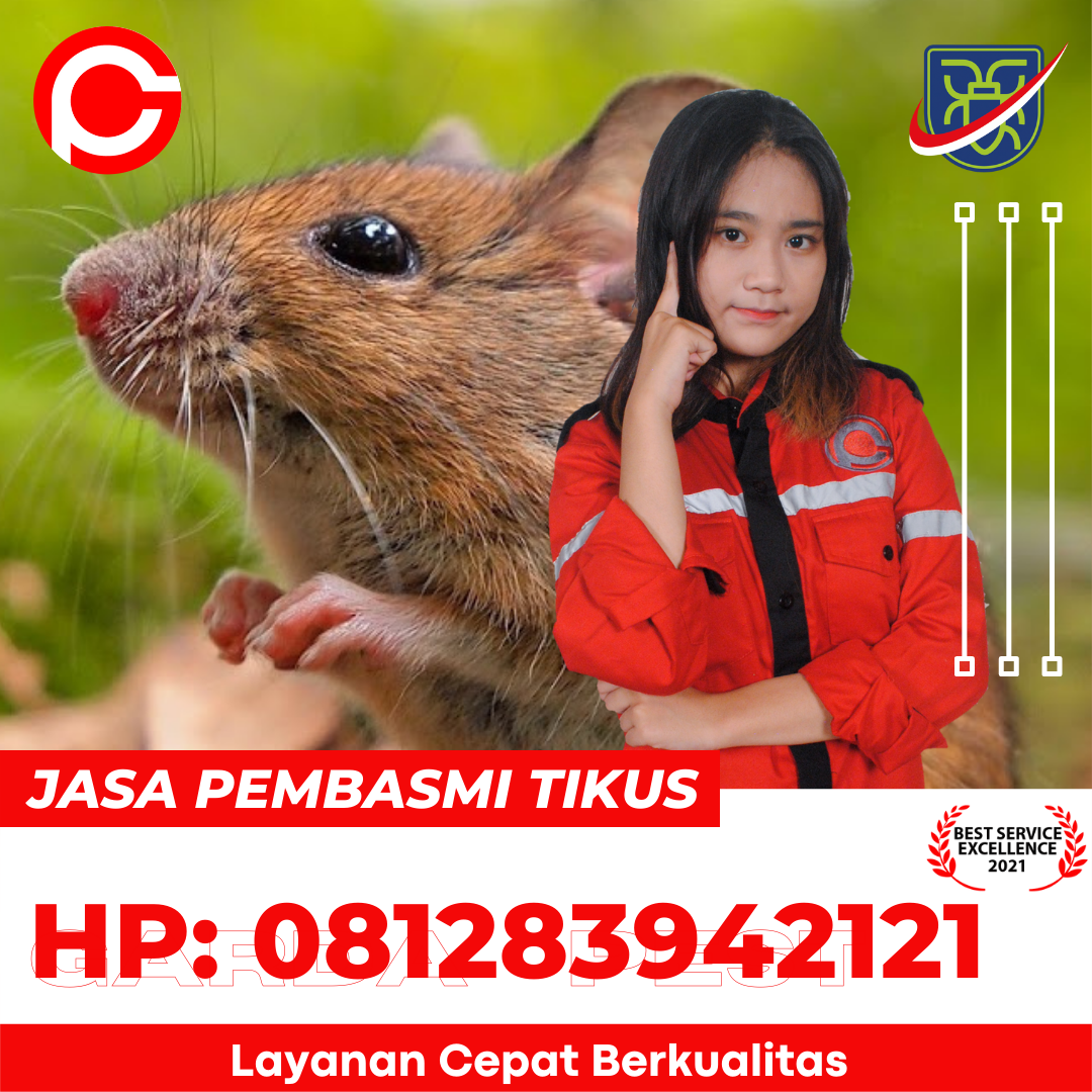 Jasa Pembasmi Tikus Yogyakarta